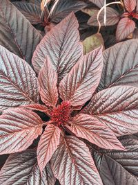 Full frame shot of red flowering plant, amaranth 
