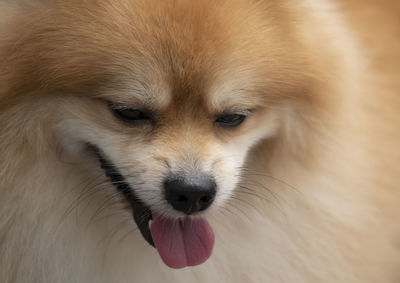 Close-up portrait of a dog