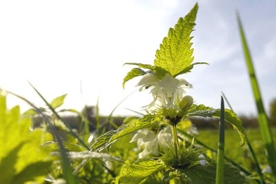 Close-up of green plant against sky