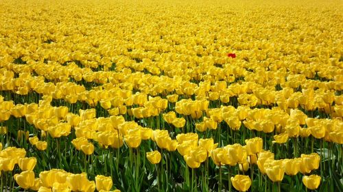 Fresh yellow flowers blooming in field