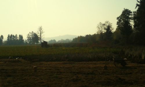 Scenic view of field against clear sky