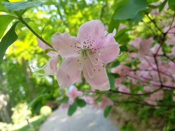 Close-up of pink cherry blossoms in spring