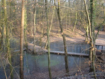 Bare trees in forest