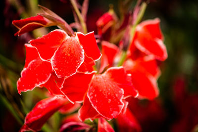 Close-up of red flowers blooming outdoors
