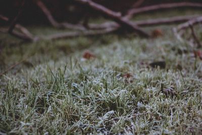 Close-up of grass growing in field