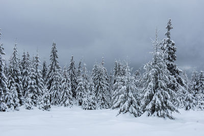 Pine trees in forest against sky during winter