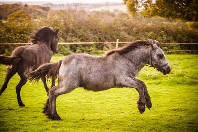 Two horses running on paddock