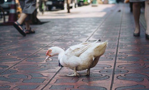 People walking on footpath in city