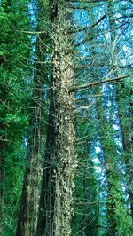 Trees in forest