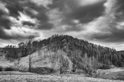 Panoramic view of pine trees against sky