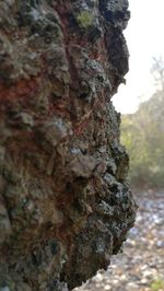 Close-up of lichen on tree trunk