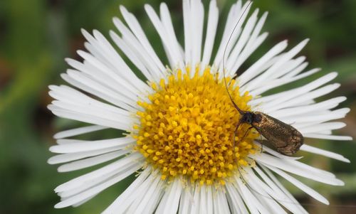 Close-up of insect on flower