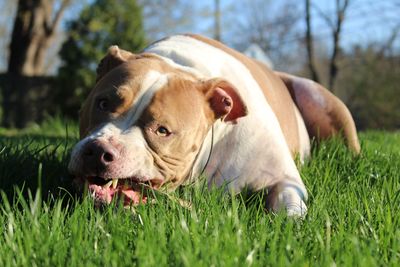 Close-up of pit bull terrier biting on stick on grass at park