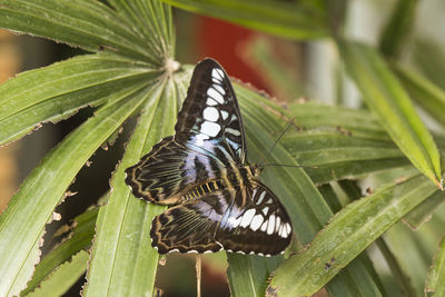 Close-up of butterfly on leaf