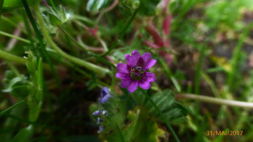 Close-up of purple flowers blooming outdoors