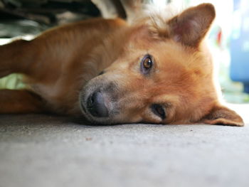 Close-up of dog resting