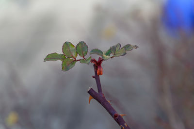 Close-up of plant