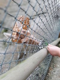 Close-up of a horse on a fence