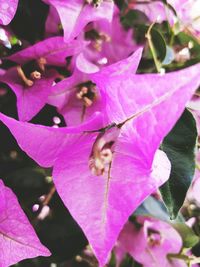 Close-up of pink flowers