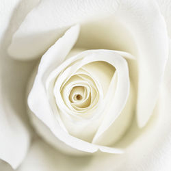 Close-up of white rose