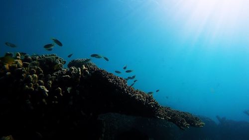 Low angle view of fish swimming in sea