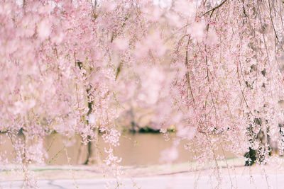 Close-up of pink cherry blossoms in spring