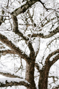 Low angle view of snow covered tree