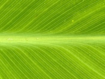 Full frame shot of palm leaf