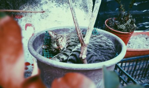 High angle view of tabby cat sleeping in potted plant
