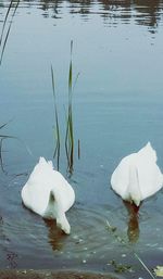 White swan floating on lake