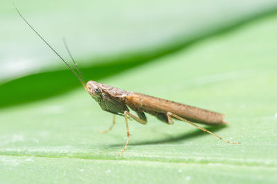 Close-up of grasshopper on leaf