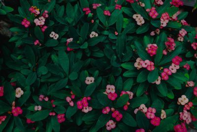 Full frame shot of pink flowering plants