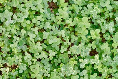 Full frame shot of fresh green plants