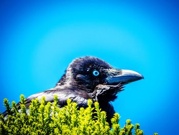 Close-up of a bird looking away against blue sky