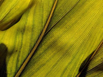 Full frame shot of yellow leaf