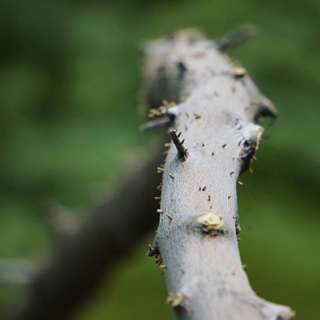 animal themes, animals in the wild, wildlife, one animal, focus on foreground, close-up, selective focus, insect, nature, day, outdoors, forest, no people, zoology, side view, beauty in nature, lizard, green color, tree trunk, full length