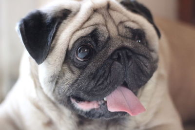 Close-up portrait of pug