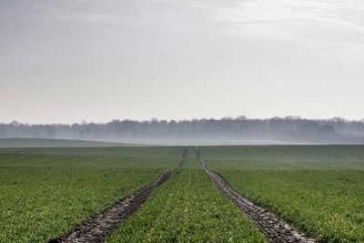 Scenic view of agricultural field against sky