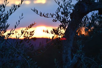 Close-up of silhouette tree against sky during sunset