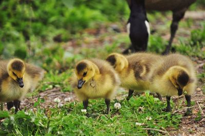 Goslings in a field