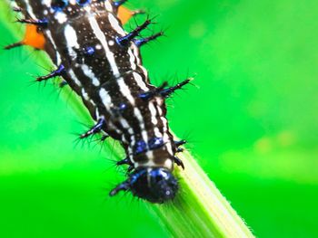 Close-up of insect on leaf