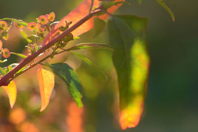Close-up of wet orange leaves on plant
