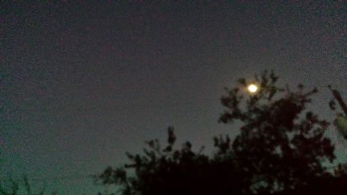 Low angle view of trees against sky