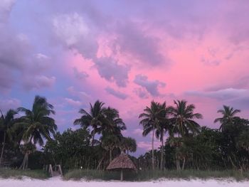 Palm trees on landscape