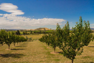 Vineyard against sky