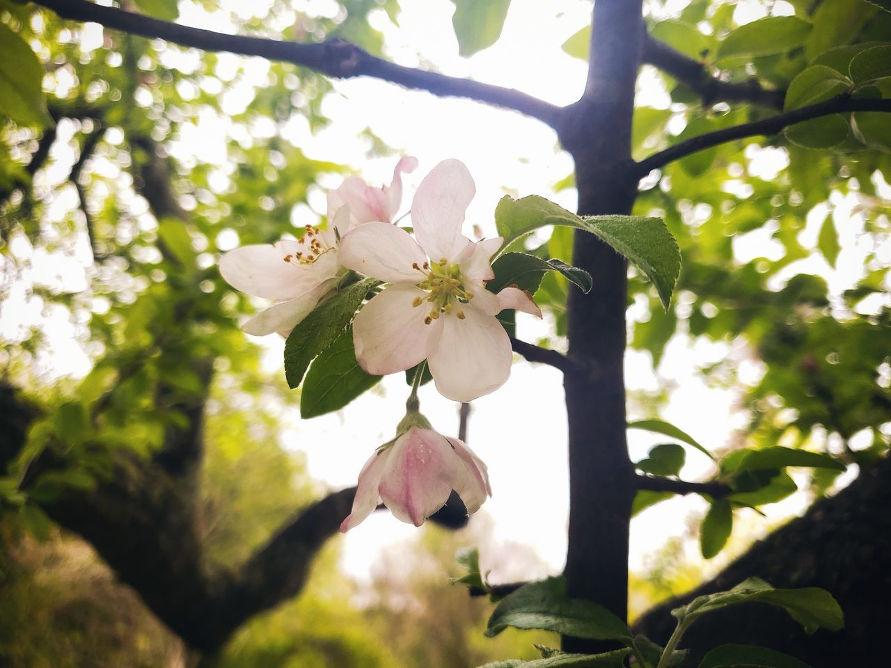 plant, flowering plant, flower, growth, beauty in nature, fragility, freshness, vulnerability, tree, petal, nature, blossom, close-up, branch, pink color, day, no people, outdoors, springtime, fruit tree, flower head, cherry blossom, pollen, cherry tree, spring
