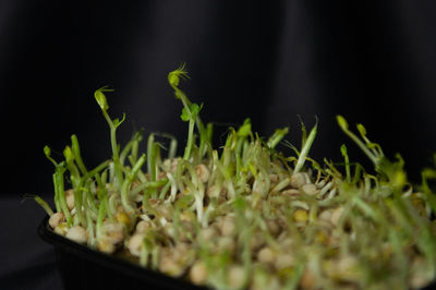 plant