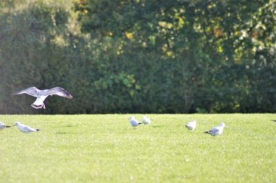 View of birds on land