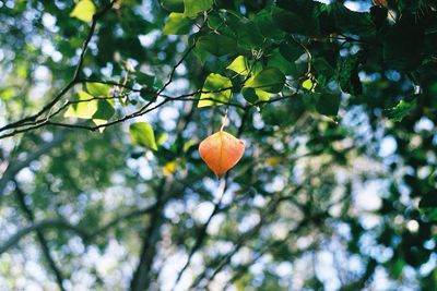 Close-up of leaves on tree