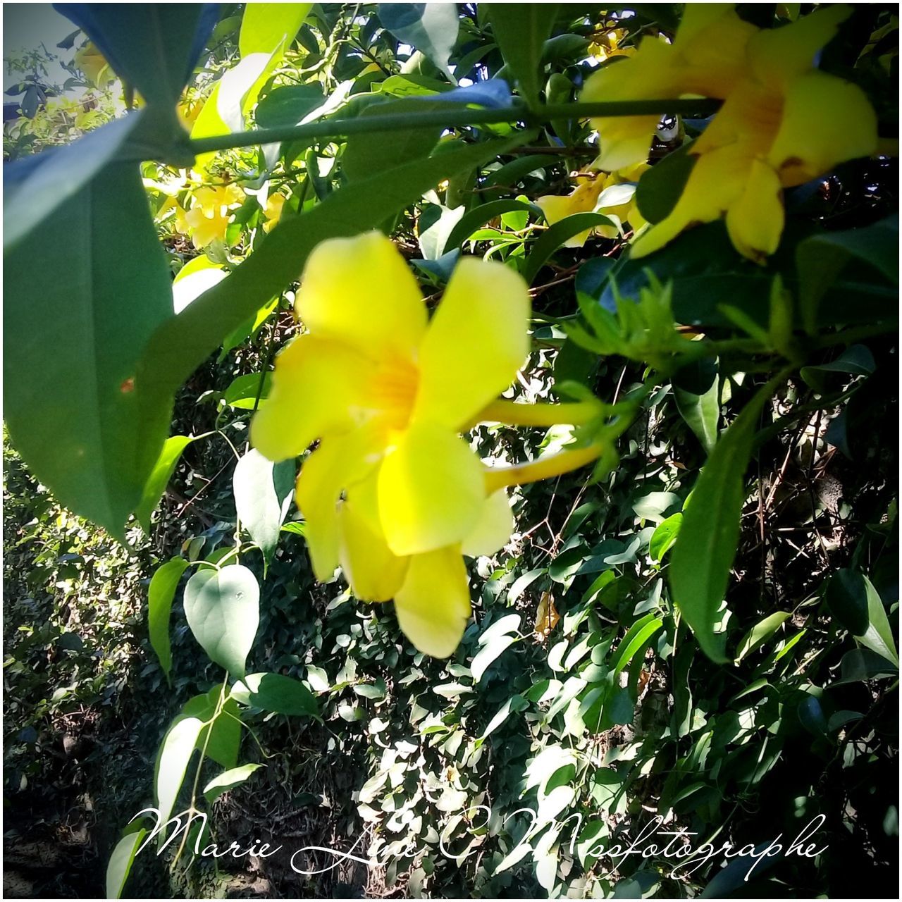 growth, flower, plant, flowering plant, beauty in nature, vulnerability, freshness, fragility, yellow, petal, close-up, inflorescence, flower head, nature, no people, day, leaf, plant part, botany, blossom, springtime, outdoors, spring